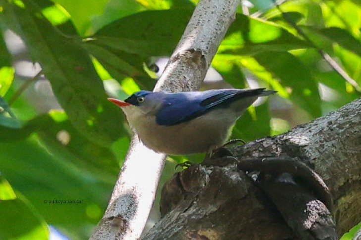 Velvet-fronted Nuthatch - ML644998150
