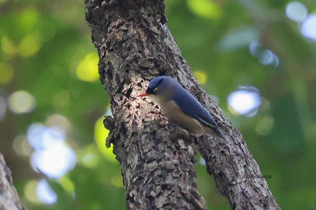 Velvet-fronted Nuthatch - ML644998151