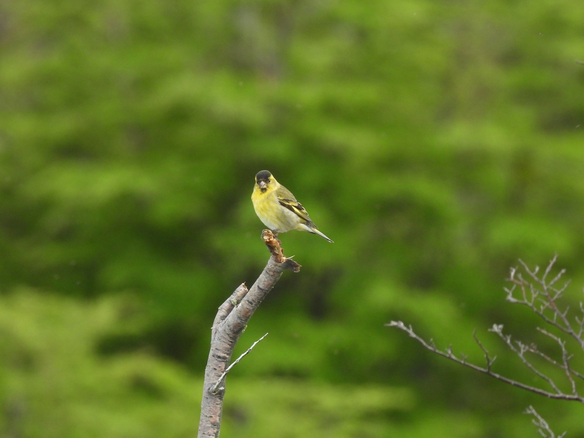 Black-chinned Siskin - ML644998153