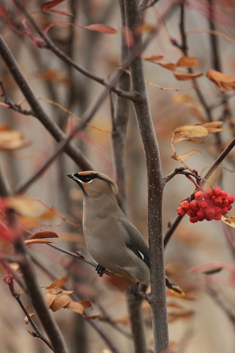 Bohemian Waxwing - ML644998195