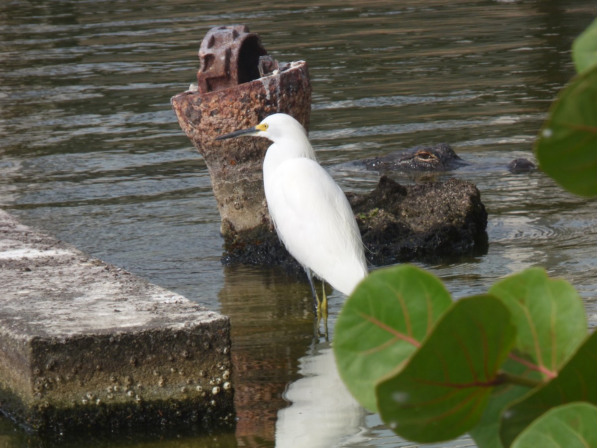 Snowy Egret - ML644998202