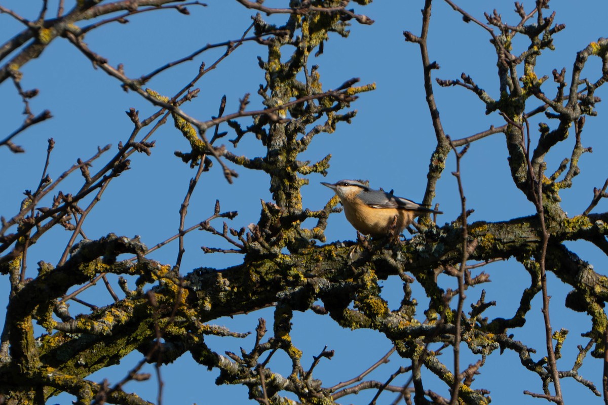 Eurasian Nuthatch - ML644998203