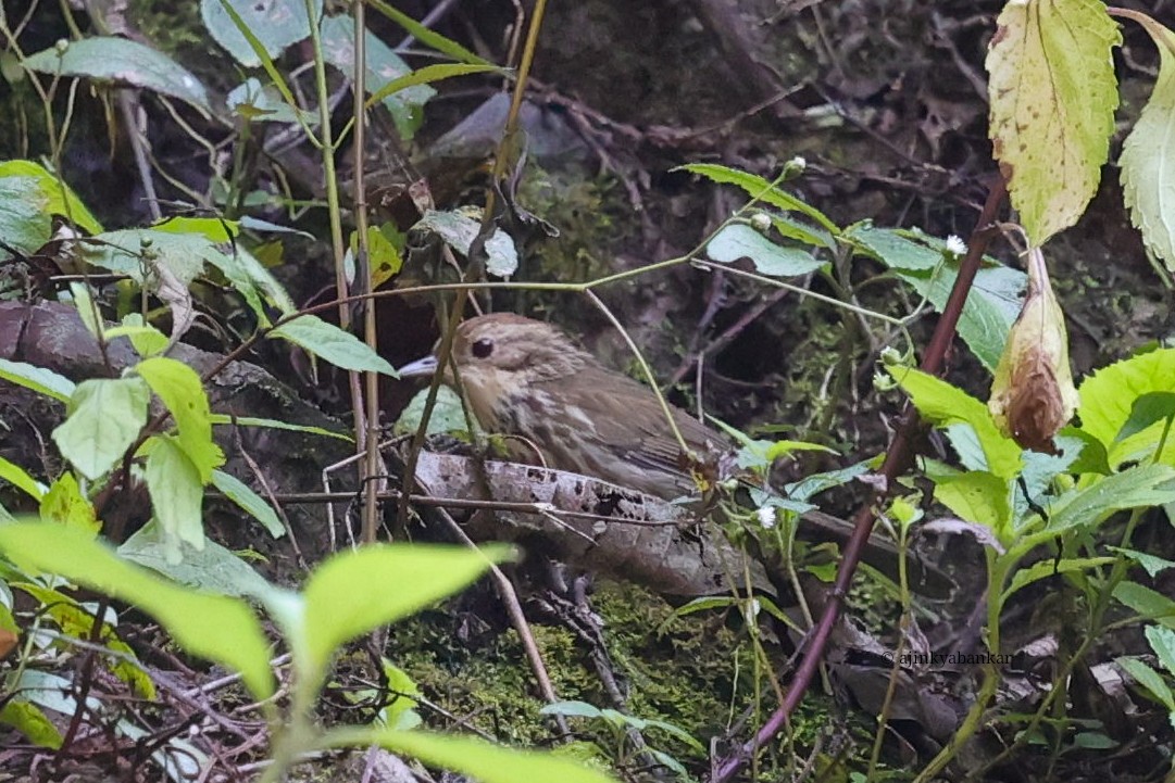 Puff-throated Babbler - ML644998204