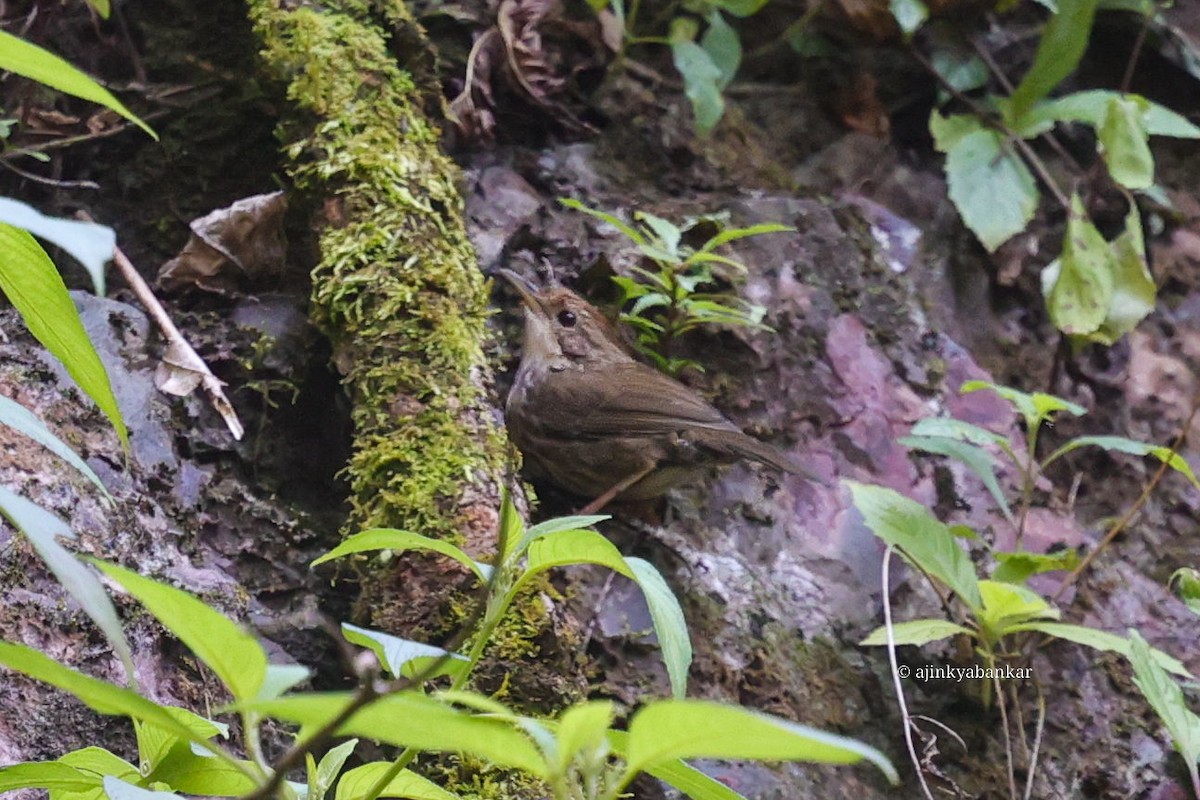 Puff-throated Babbler - ML644998205