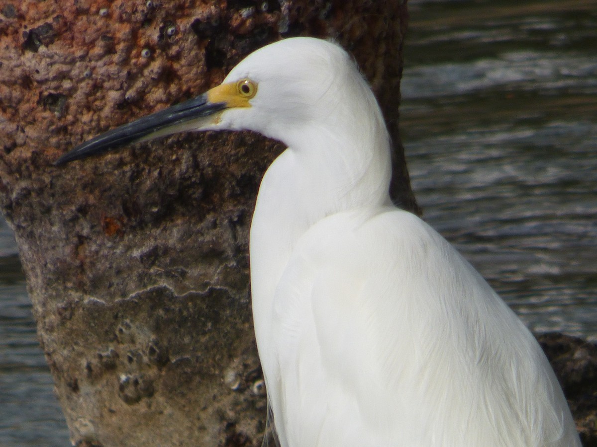 Snowy Egret - ML644998216