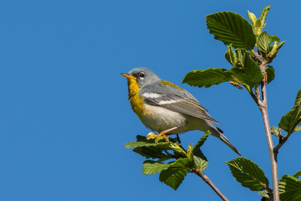 Очковая древесница - ML644998224