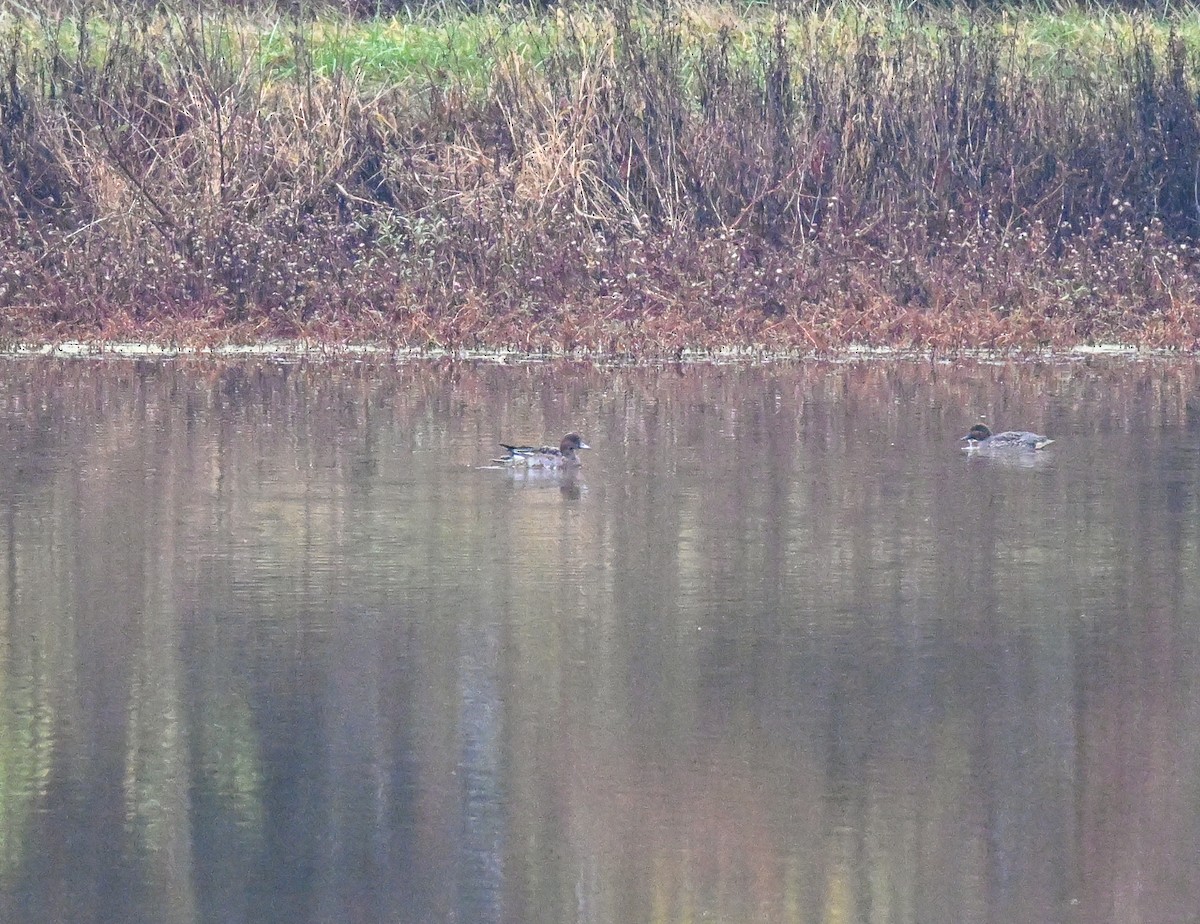 Eurasian Wigeon - ML644998229