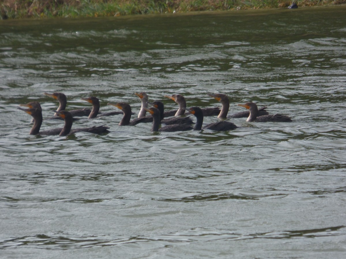 Double-crested Cormorant - ML644998235