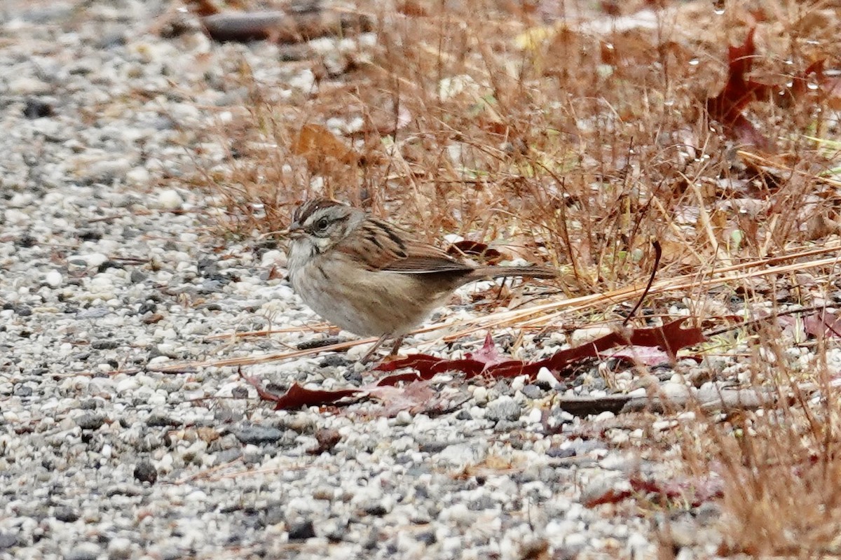 Swamp Sparrow - ML644998239