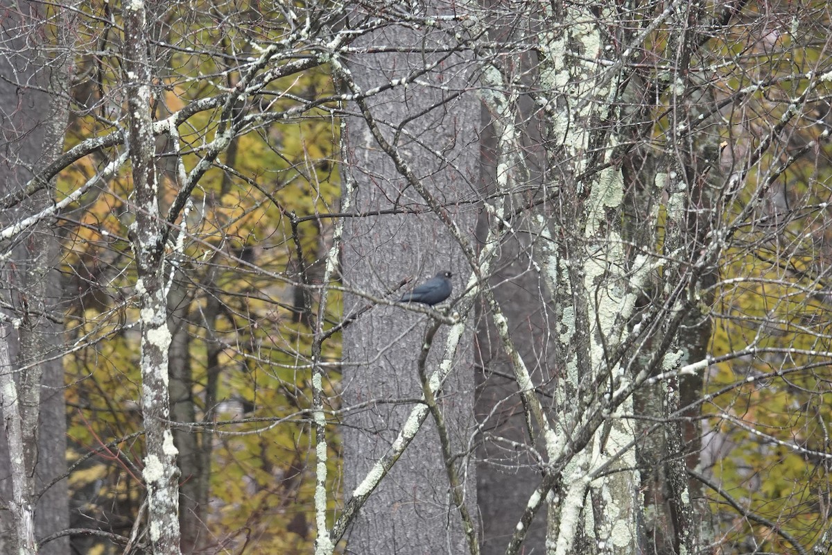 Rusty Blackbird - ML644998249