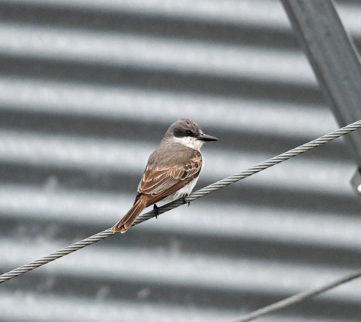 Gray Kingbird - ML644998251