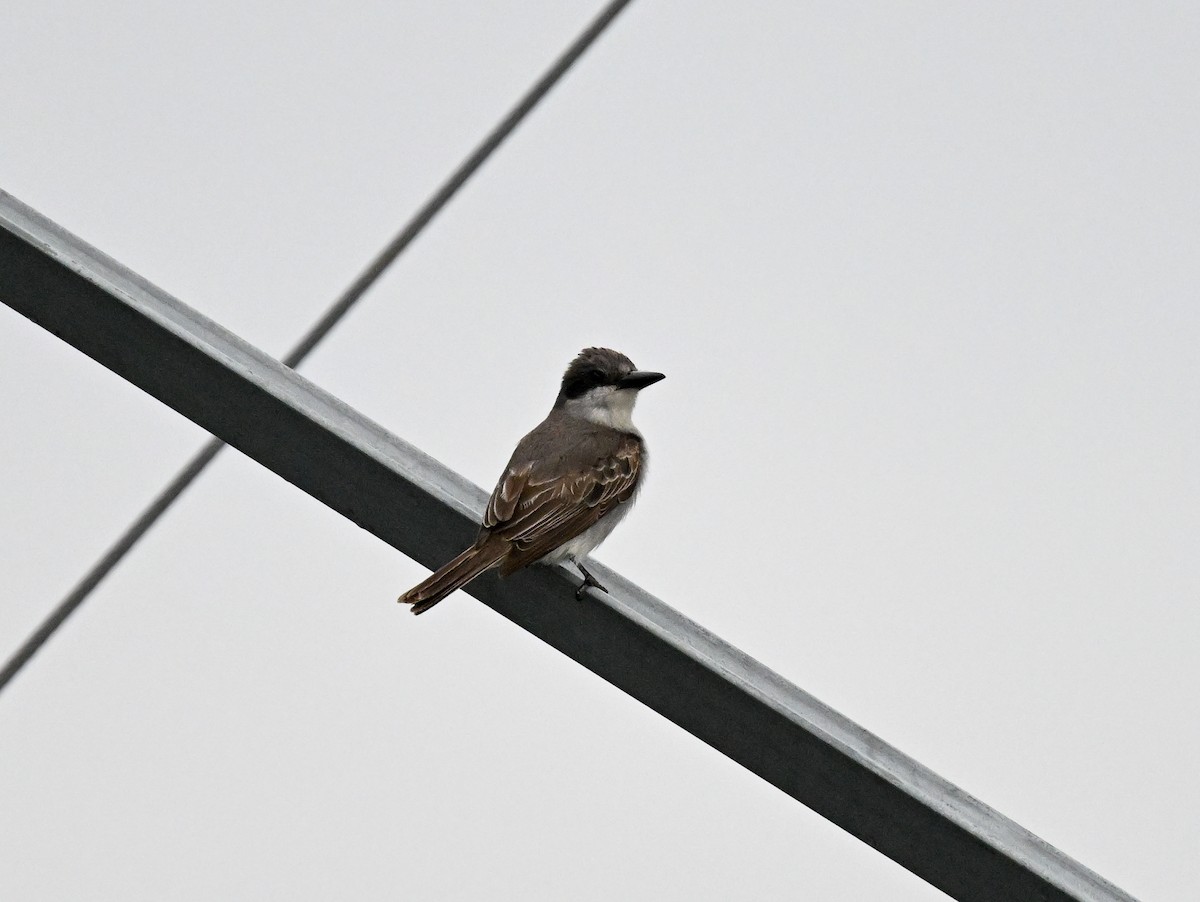 Gray Kingbird - ML644998252