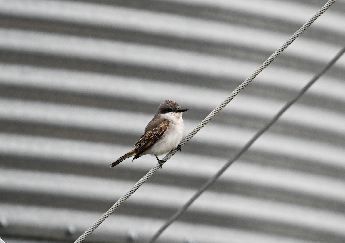 Gray Kingbird - ML644998253