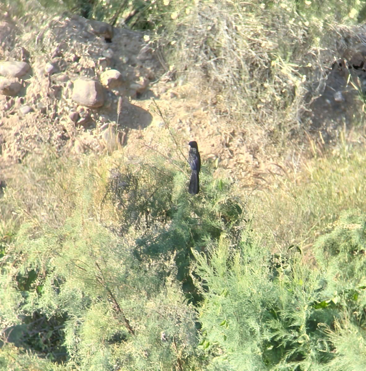 Riefenschnabelani - ML644998256