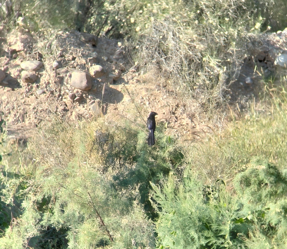 Riefenschnabelani - ML644998257