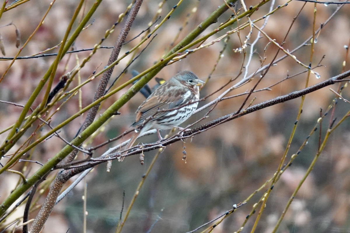 strnadec kaštanový - ML644998261