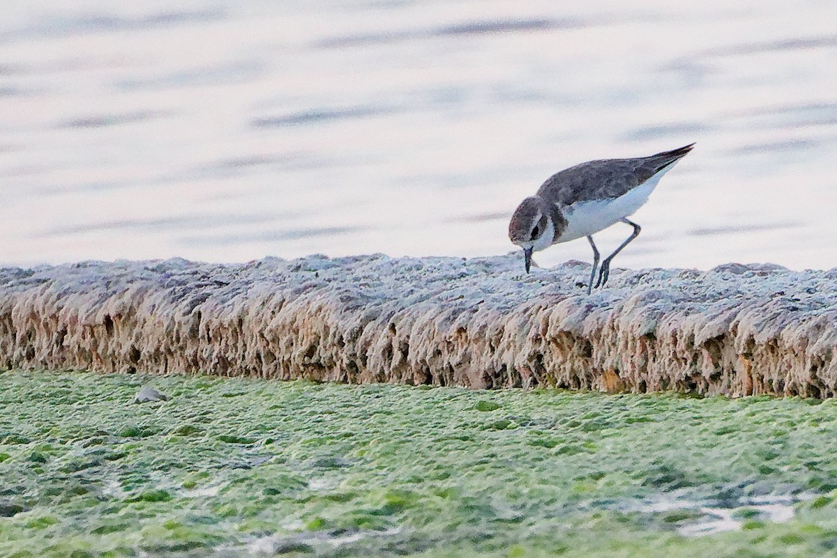 Tibetan Sand-Plover - ML644998262