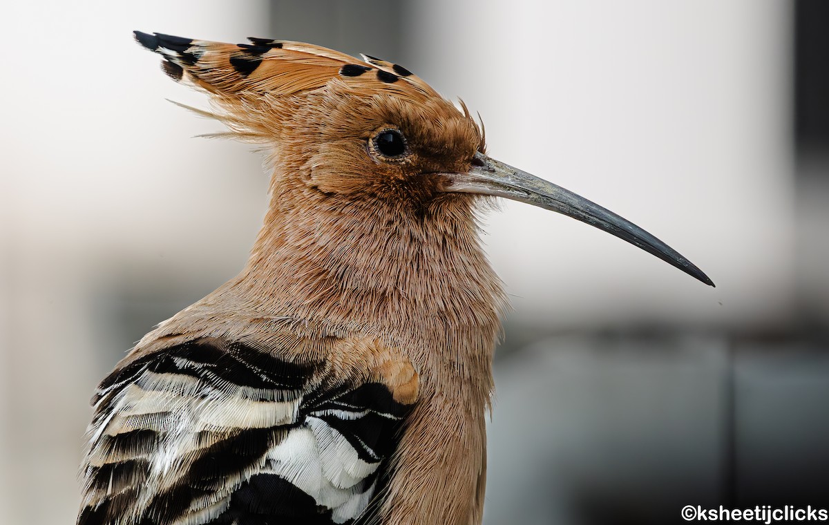 Common Hoopoe - ML644998266