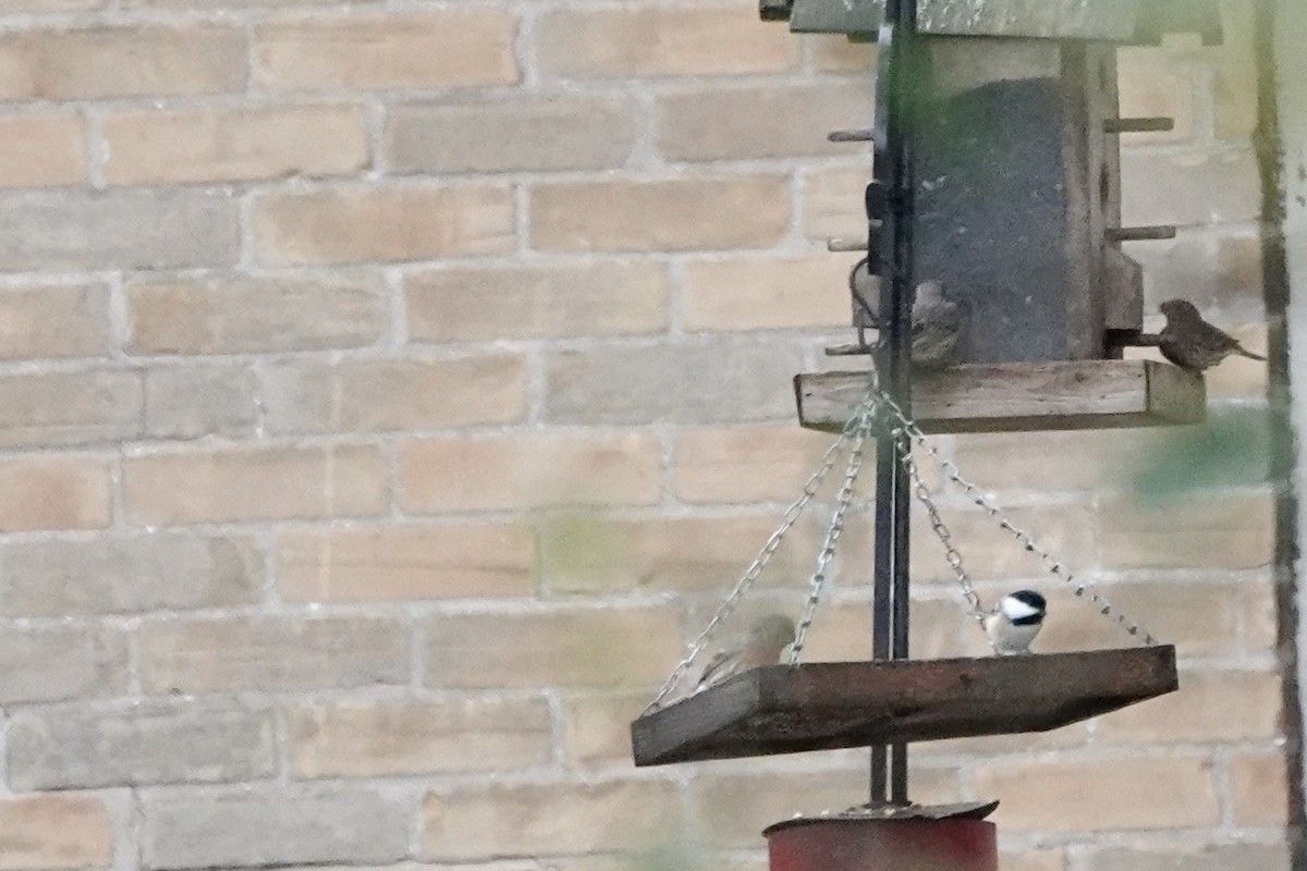 Гаїчка світлокрила - ML644998274