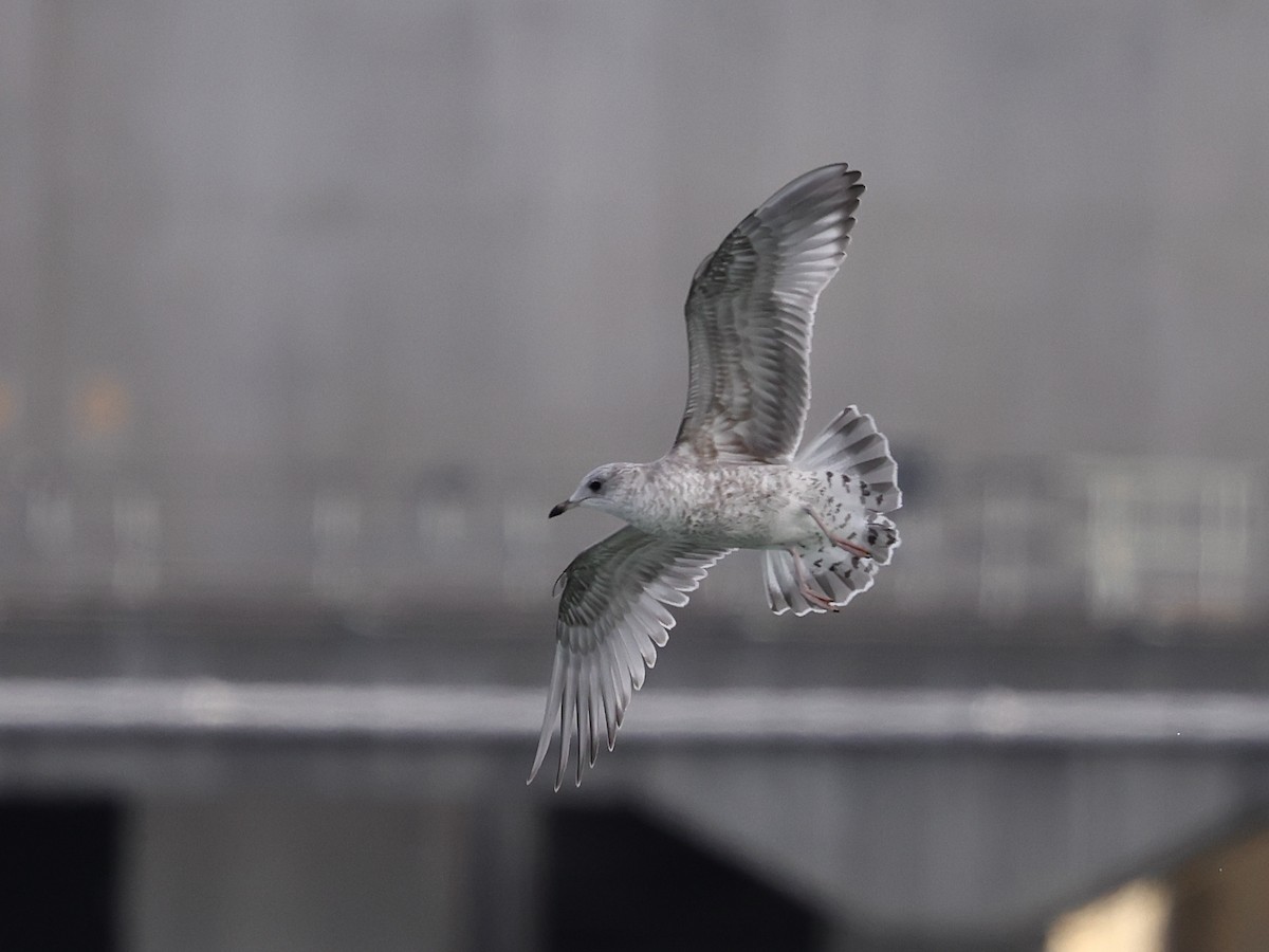 Larinae sp. - ML644998285