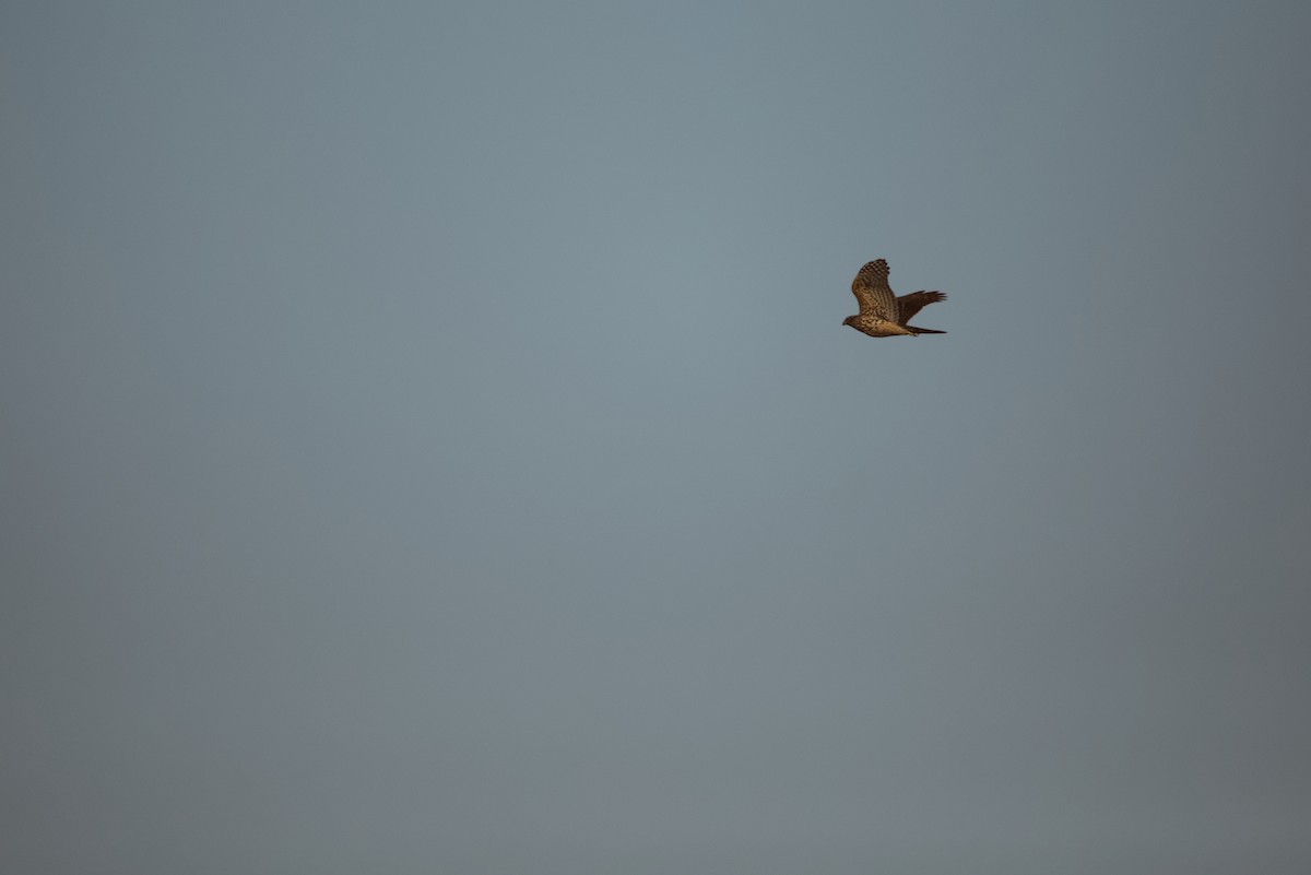 נץ גדול - ML644998296