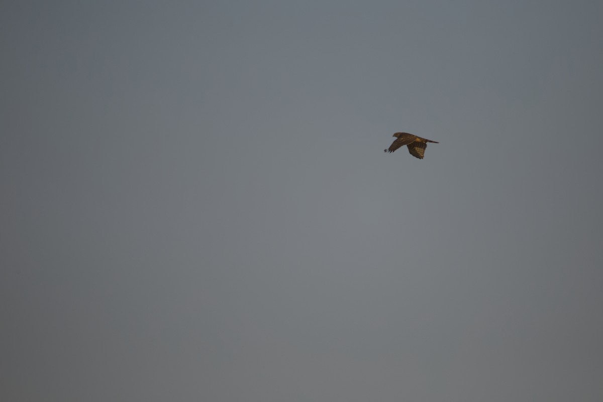 נץ גדול - ML644998297