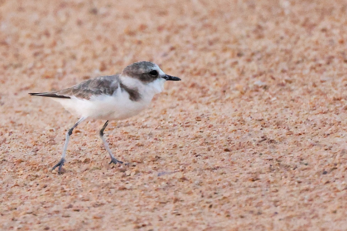 Tibetan Sand-Plover - ML644998316