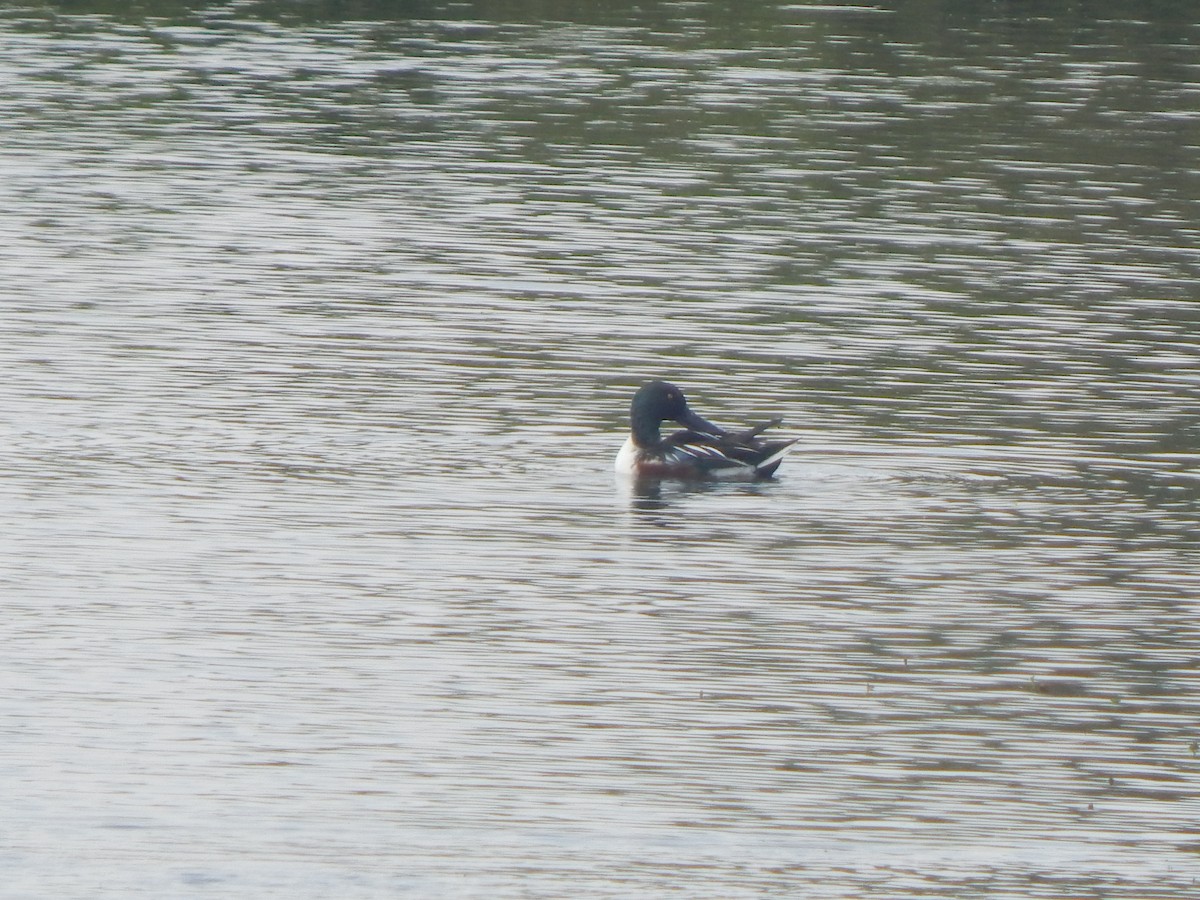 Ahate mokozabal zuria - ML644998339