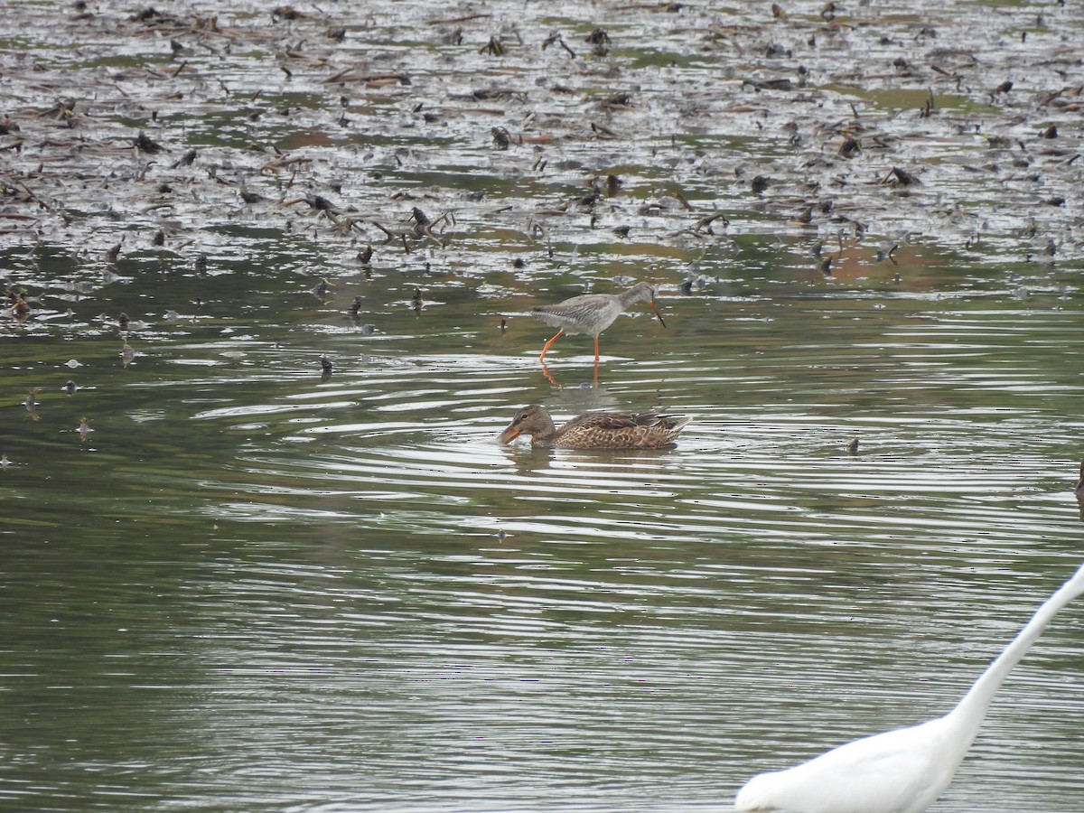 Ahate mokozabal zuria - ML644998361