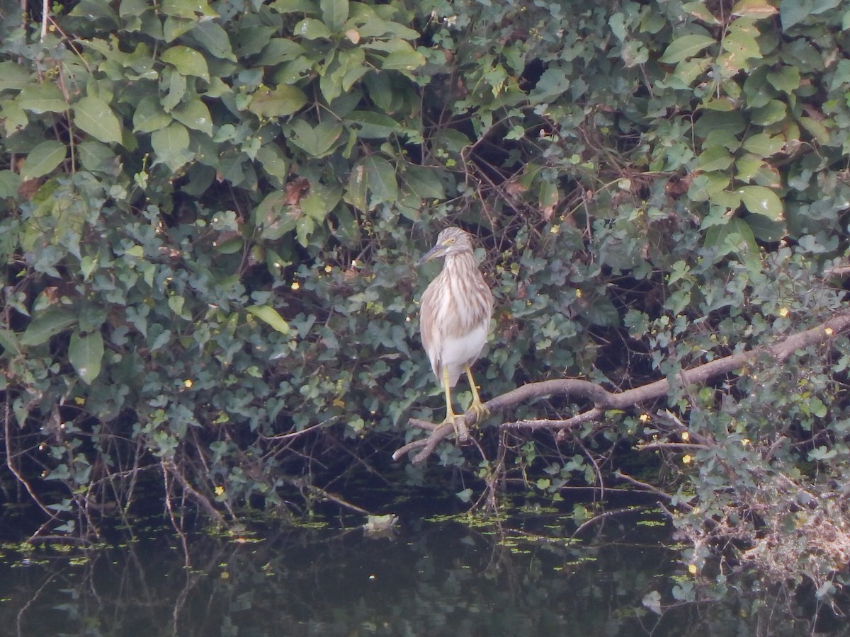 Hint Alaca Balıkçılı - ML644998385