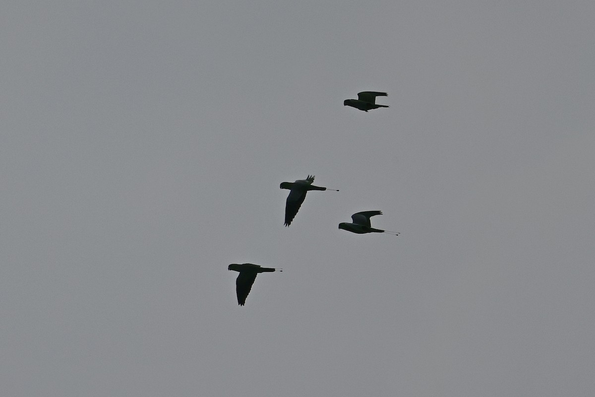 Yellow-breasted Racquet-tail - ML644998386