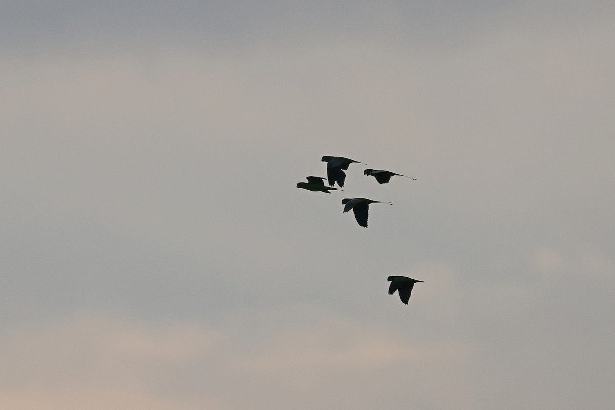 Yellow-breasted Racquet-tail - ML644998387