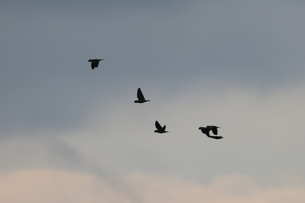 Yellow-breasted Racquet-tail - ML644998389