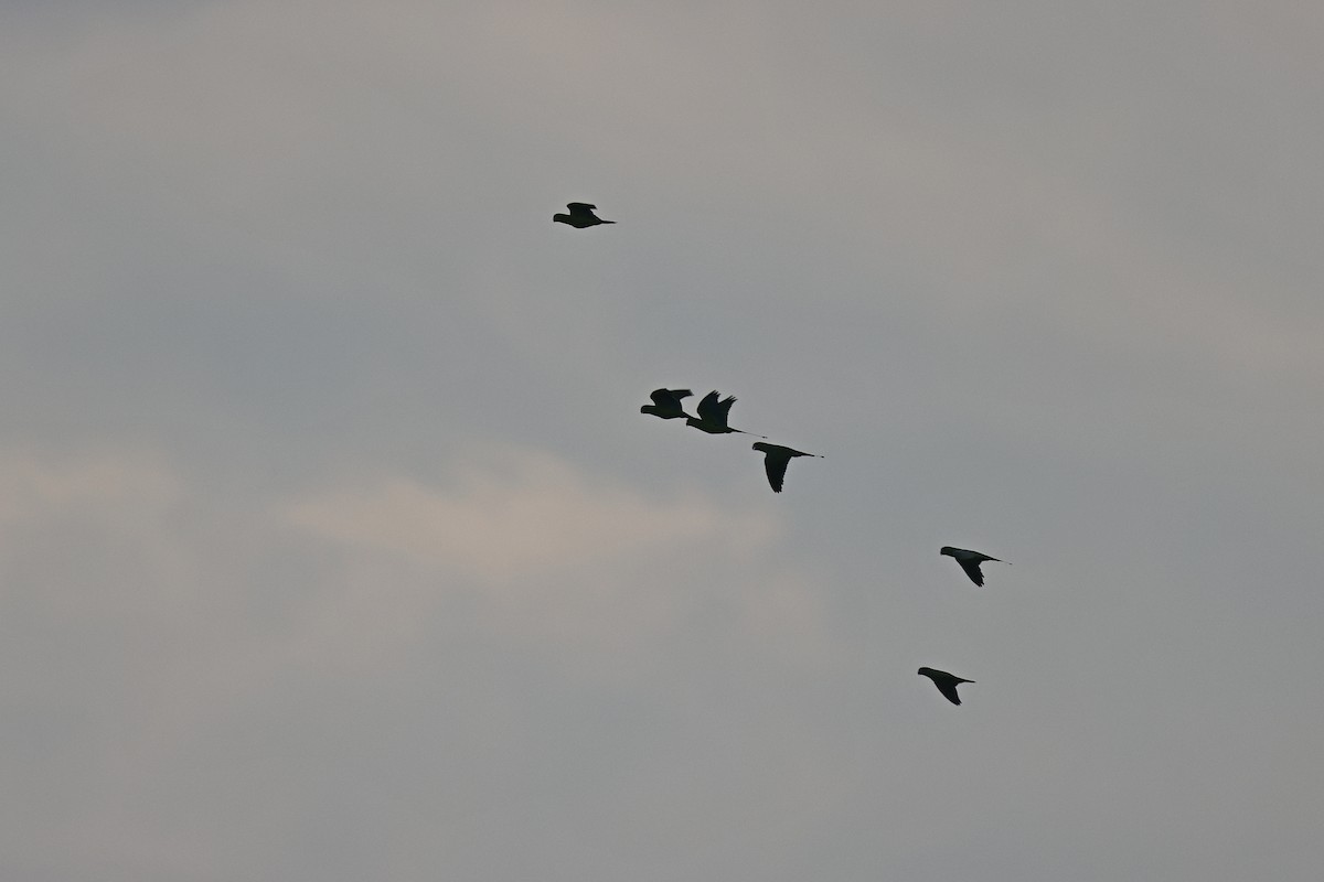 Yellow-breasted Racquet-tail - ML644998390