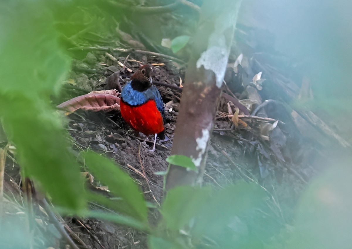 Papua-Blaubrustpitta - ML644998396