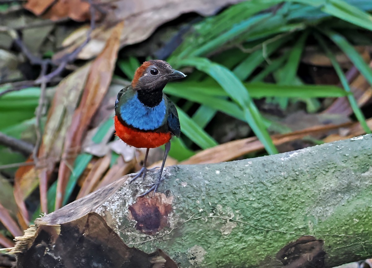Papua-Blaubrustpitta - ML644998397
