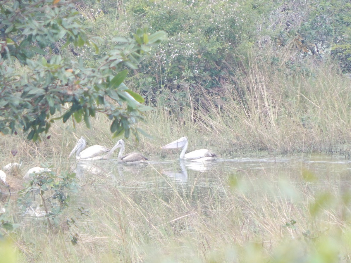 Pelícano Oriental - ML644998400