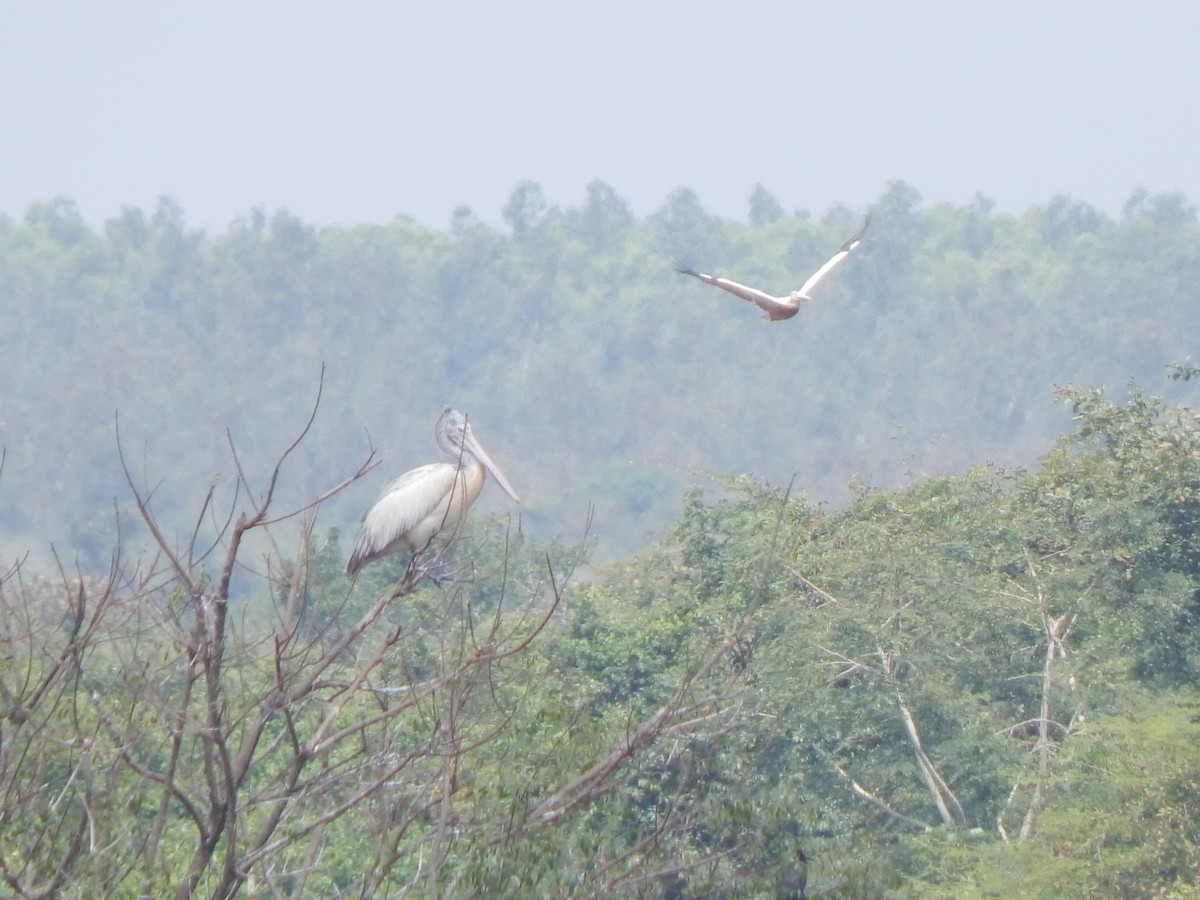 Pelícano Oriental - ML644998401