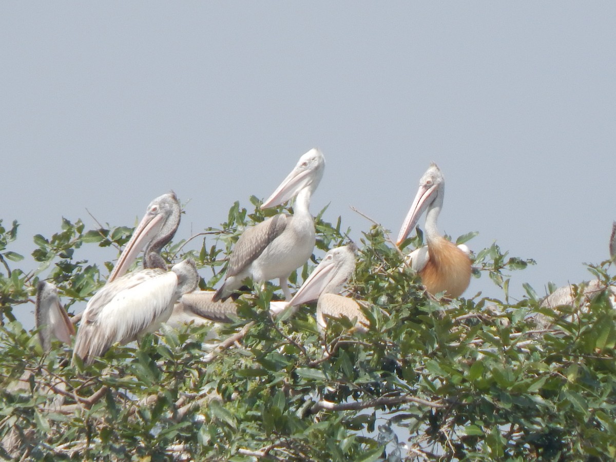 Pelícano Oriental - ML644998402