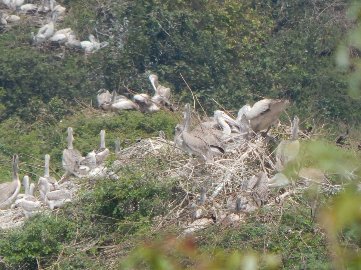 Pelícano Oriental - ML644998403