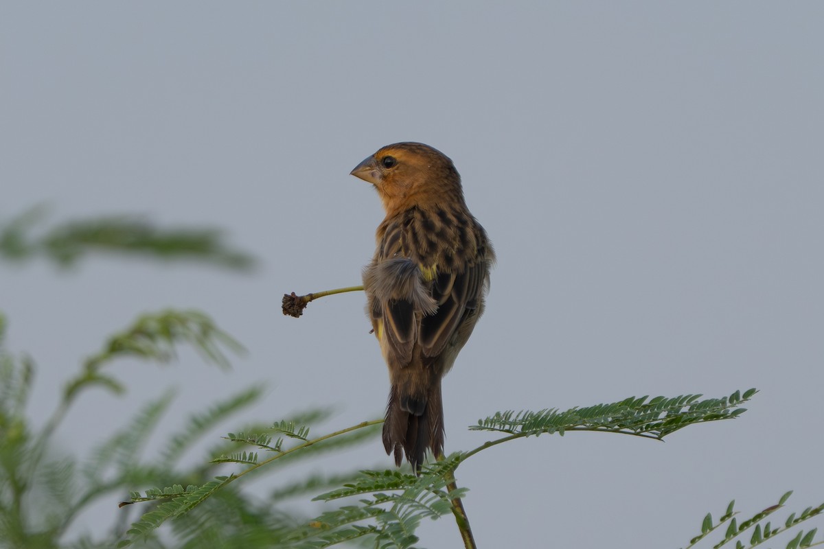 Asian Golden Weaver - ML644998420