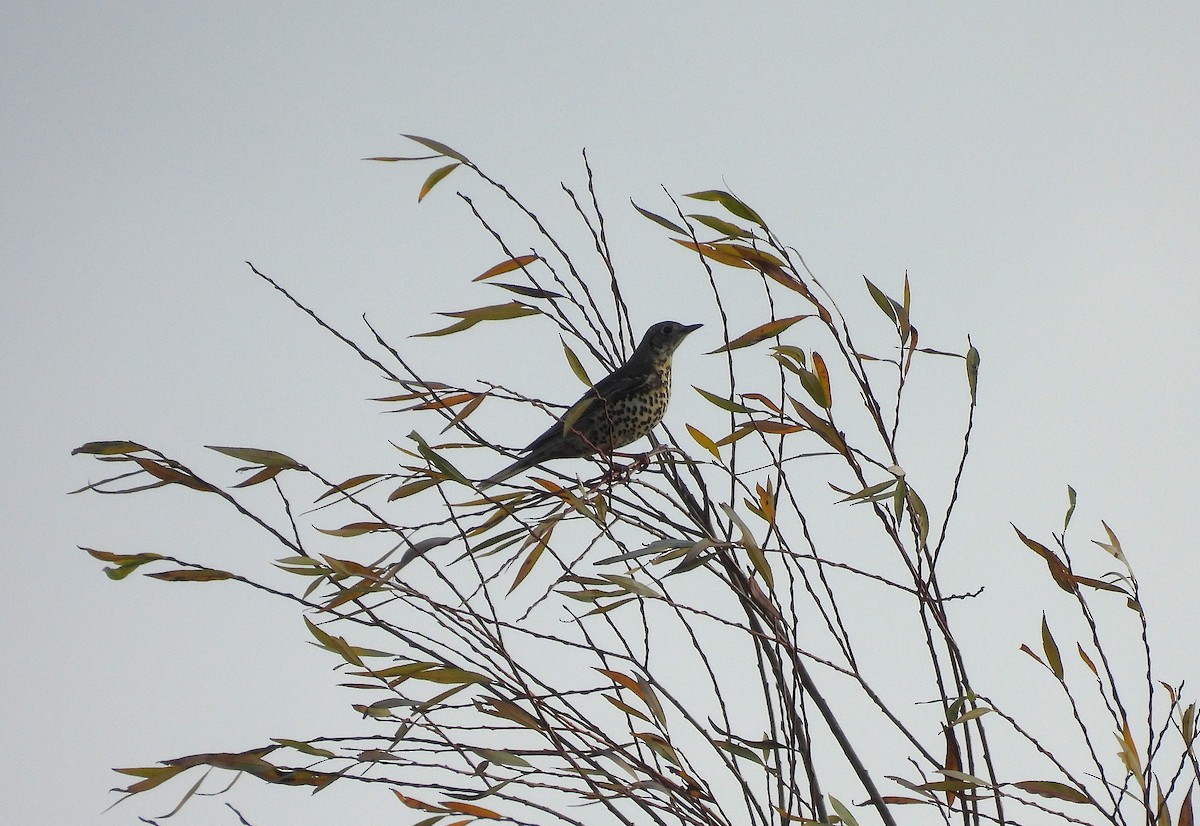 槲鶇 - ML644998436