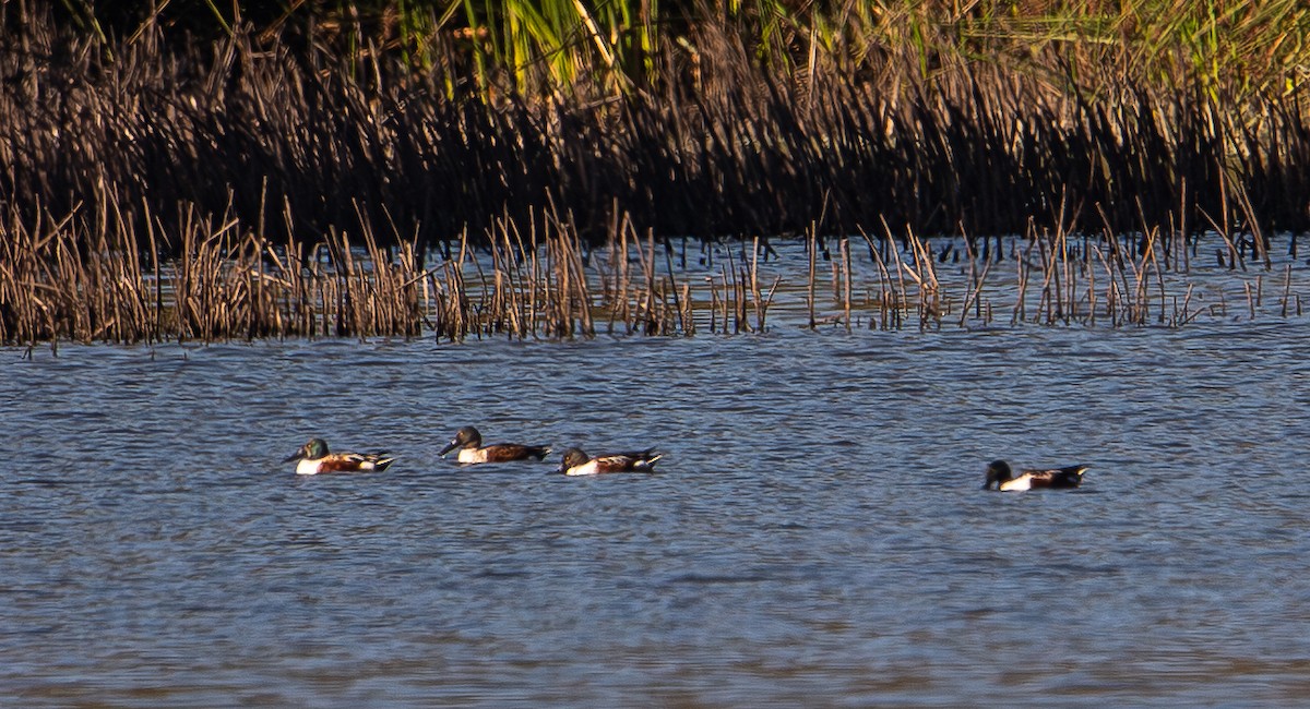 Ahate mokozabal zuria - ML644998438