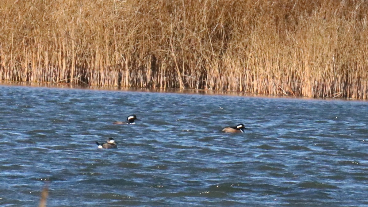 Hooded Merganser - ML644998504