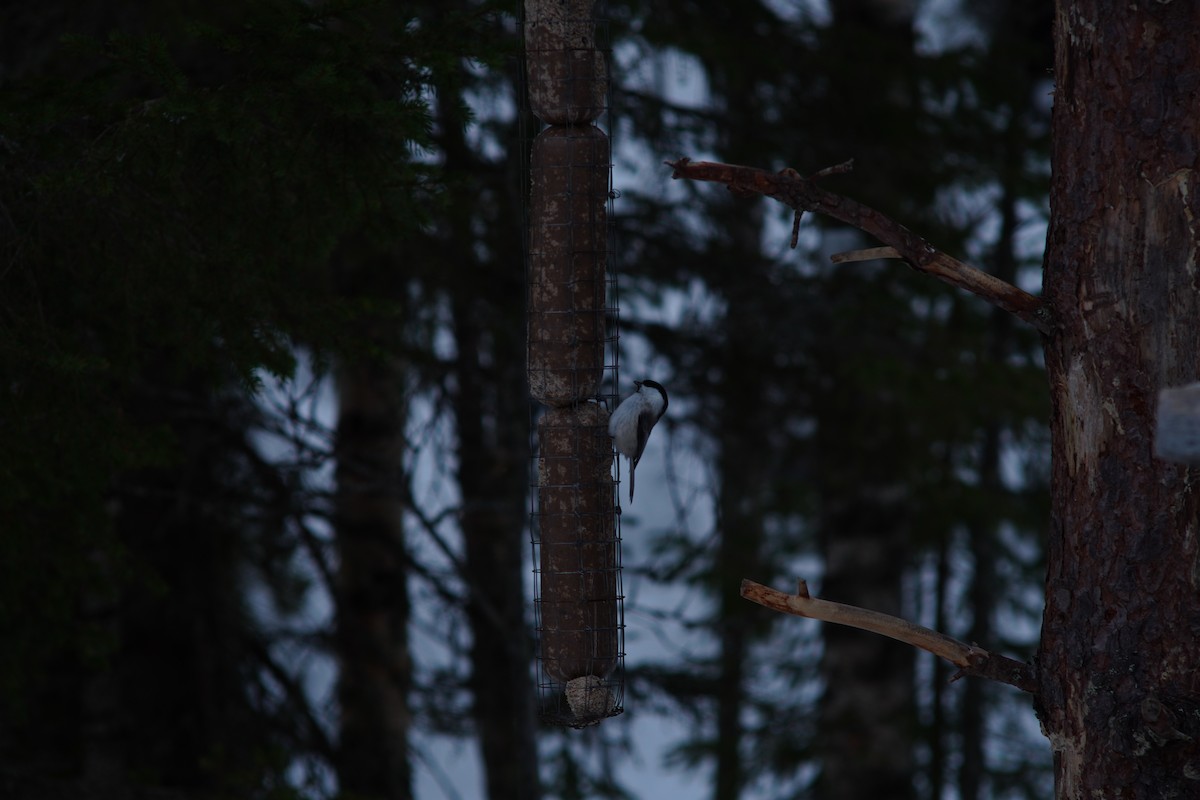 Gray-headed Chickadee - ML644998508