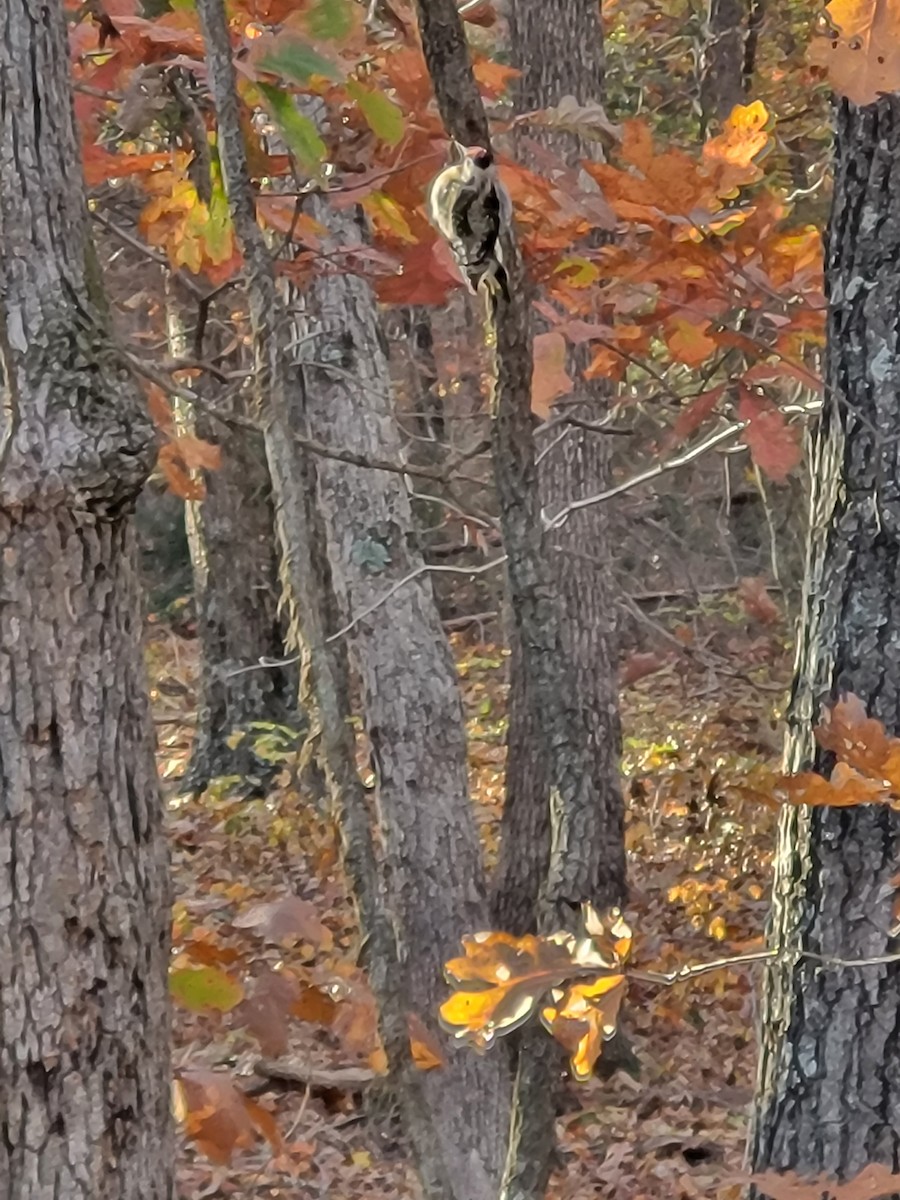 Yellow-bellied Sapsucker - ML644998515