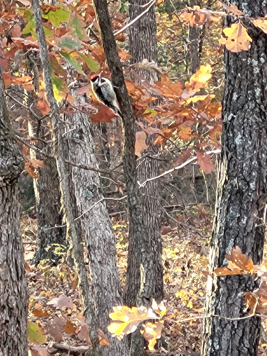 Yellow-bellied Sapsucker - ML644998520