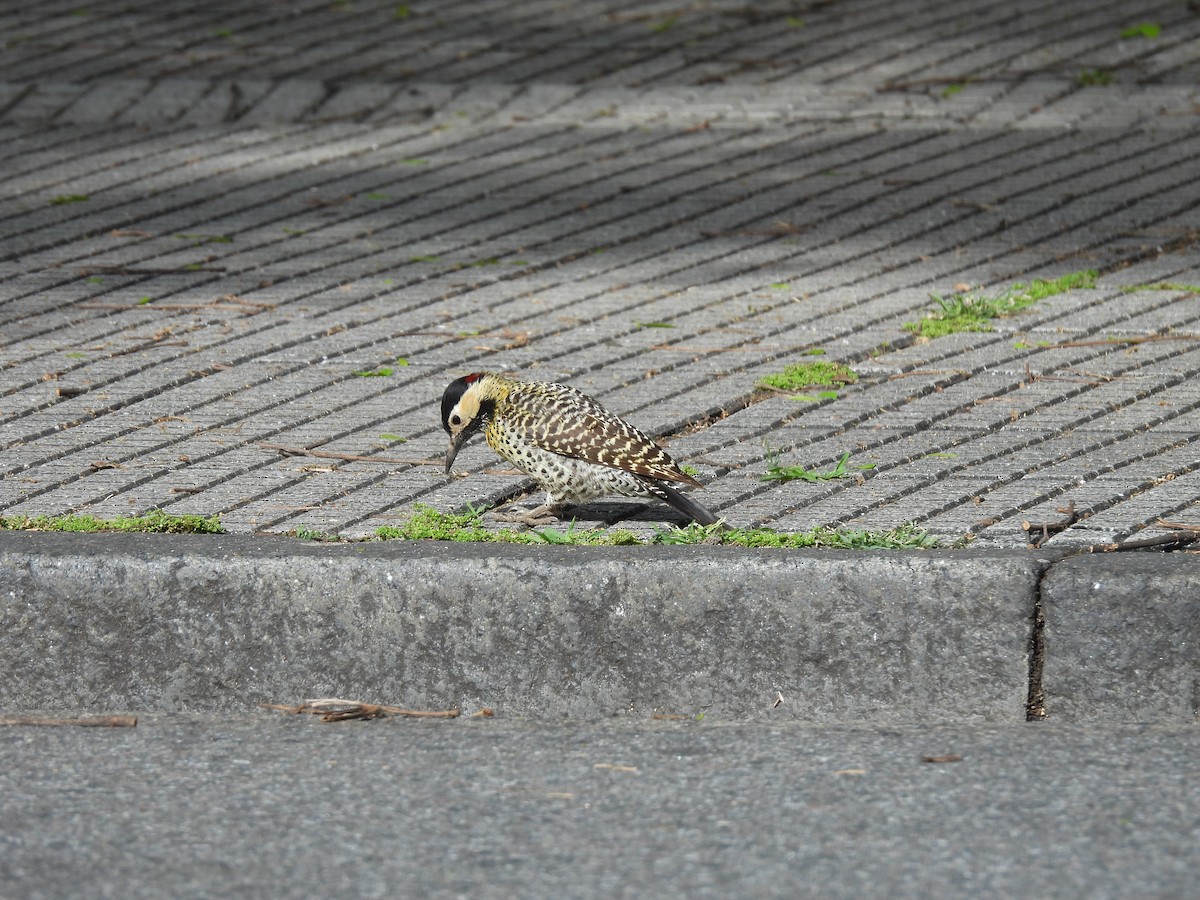 Декол плямистоволий - ML644998523