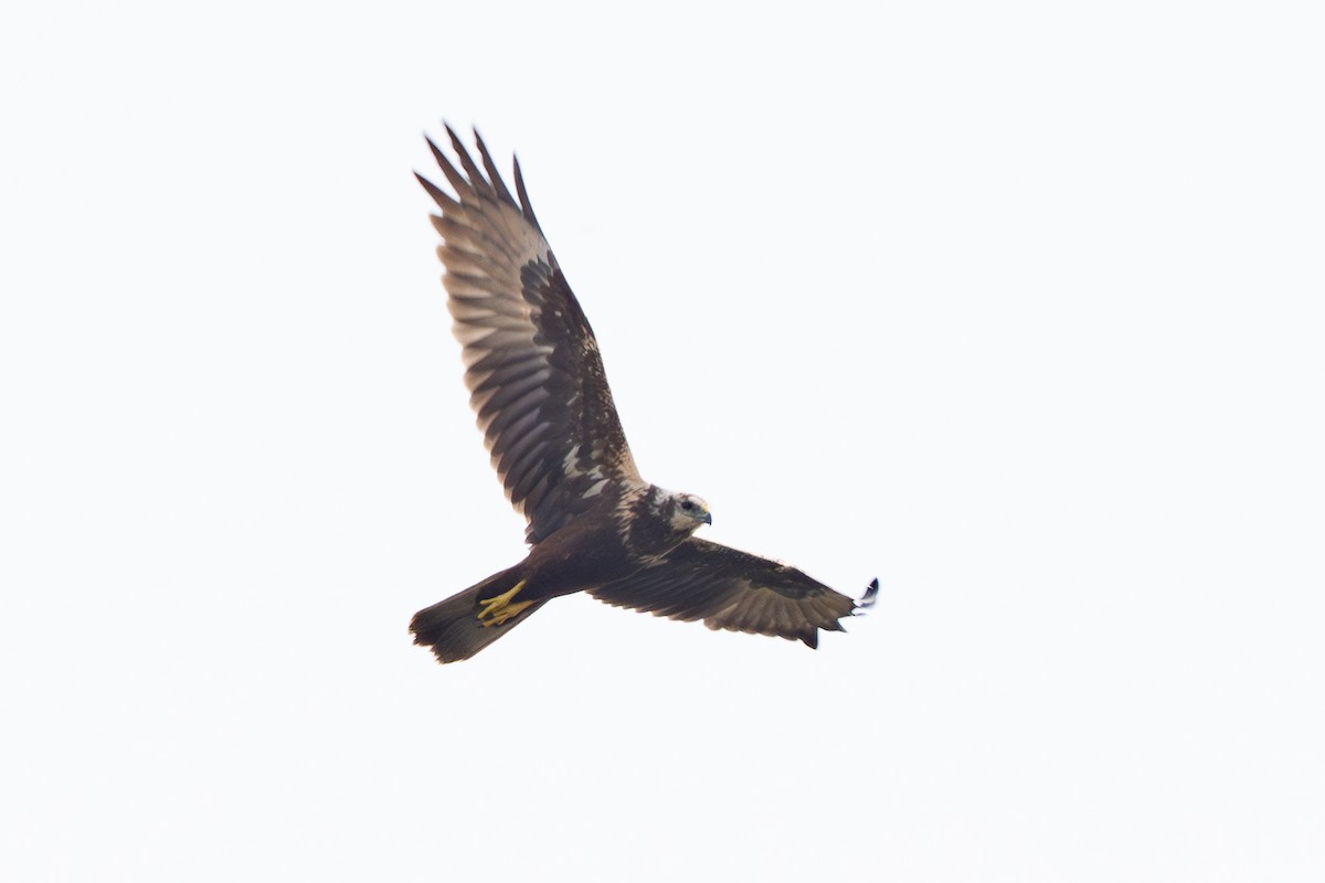 Eastern Marsh Harrier - ML644998528