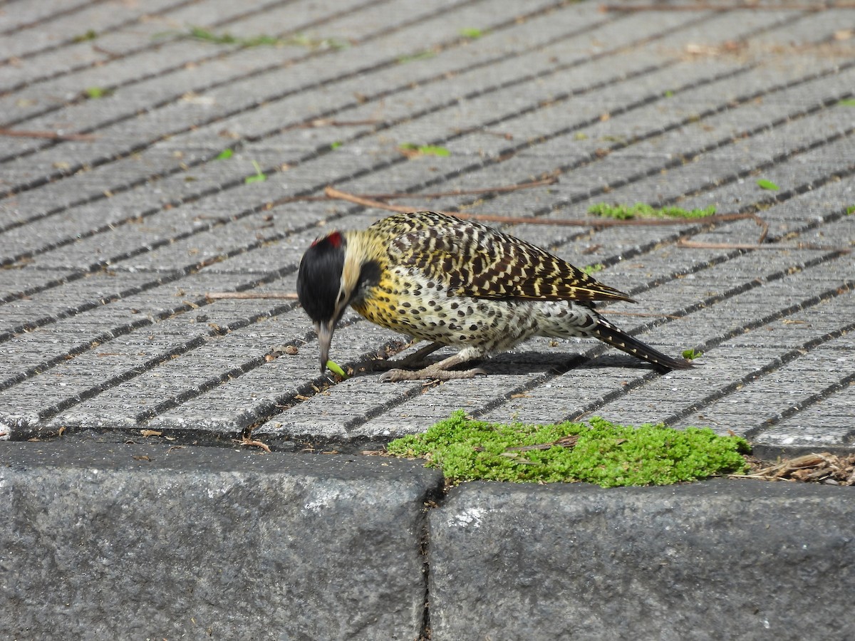 Декол плямистоволий - ML644998530